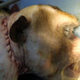 Image for article titled Scientists Claim to Perform Head Transplant on Monkey, Experts Say Prove It